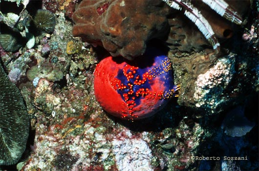 Pseudocolochirus violaceus