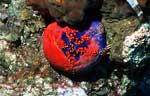 Sea Apple