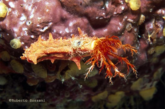 Colochirus robustus