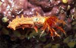 Sea Cucumber