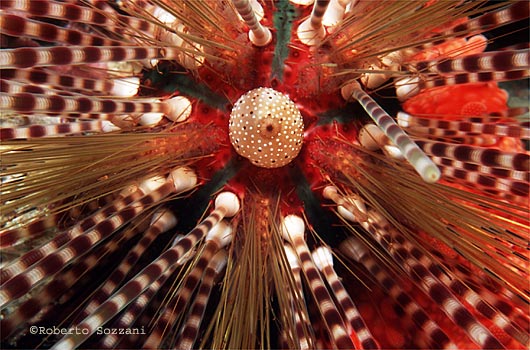 Echinothrix calamaris
