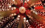 Variable Sea Urchin - details