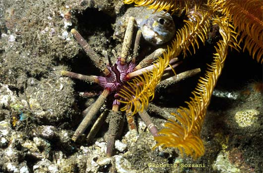 Phyllacanthus imperialis