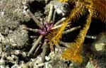 Pencil Sea Urchin