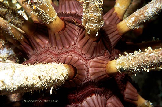 Phyllacanthus imperialis