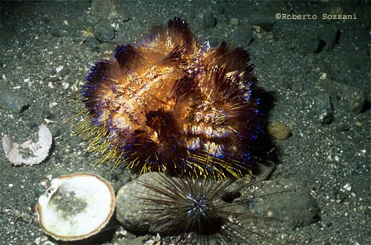 Asthenosoma varium