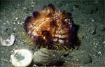 Sea Urchin