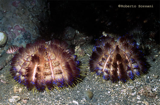 Asthenosoma varium