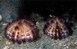 Sea Urchin