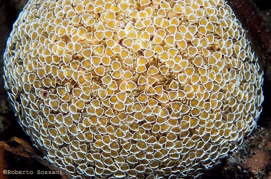 Toxopneustes pileolus