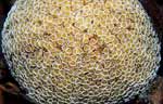Toxic Sea Urchin