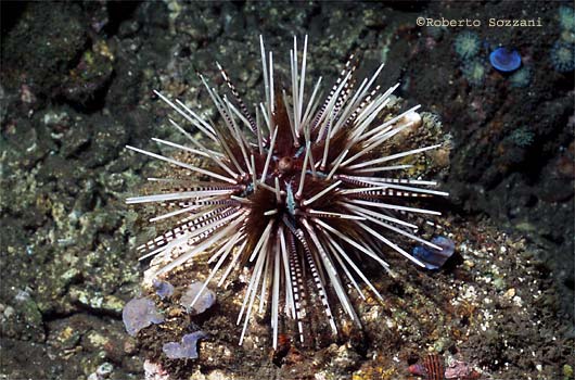 Echinothrix calamaris