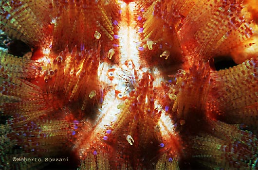 Riccio (dettagli) - Sea Urchin (details)
