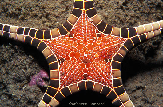 Iconaster longimanus