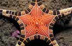 Sea Star