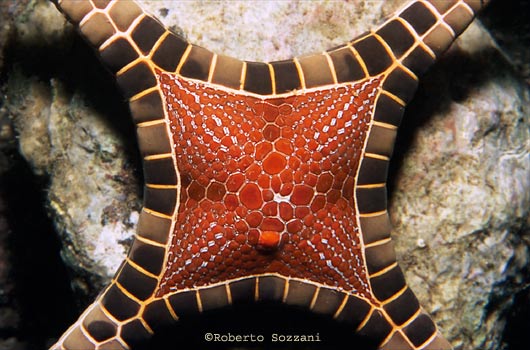 Iconaster longimanus