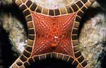 Sea Star
