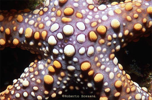 Gomophia gomphia