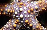 Sea Star