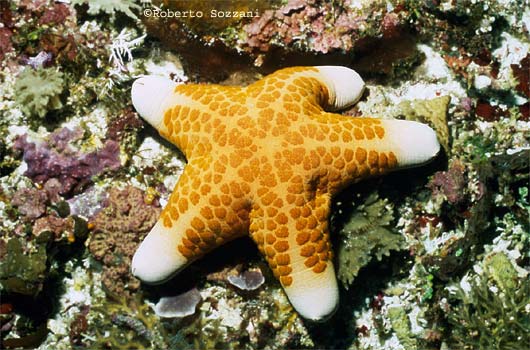 Choriaster granulatus