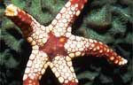 Sea Star