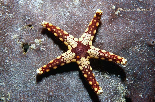 Fromia monilis