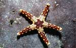 Sea Star