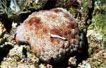 Cushion star