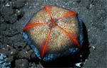 Sea Star