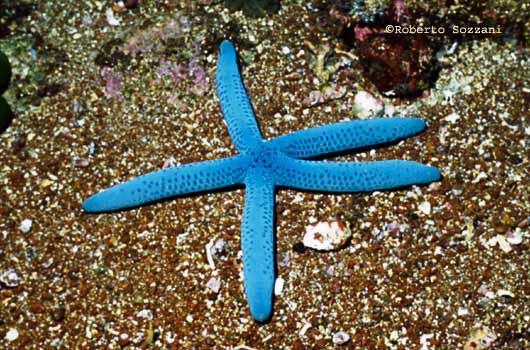 Linckia laevigata