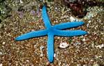 Sea Star