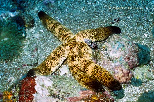 Stella marina - Sea Star - Starfish