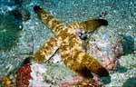 Sea Star