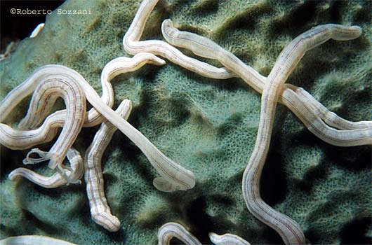 Synaptula sp.