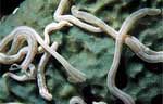 Sponge Synaptid