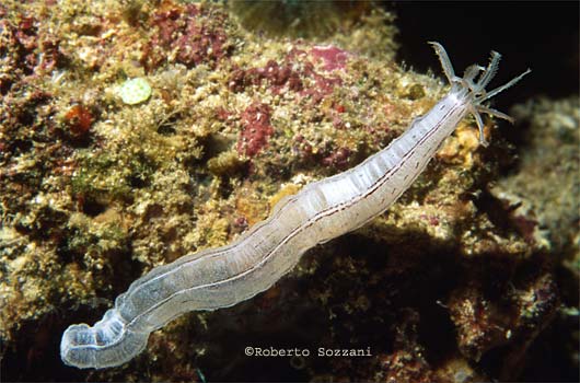 Synaptula sp.