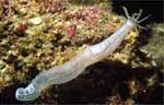 Sponge Synaptid