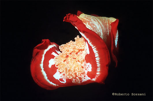 Ballerina Spagnola, Spanish Dancer, Hexabranchus sanguineus