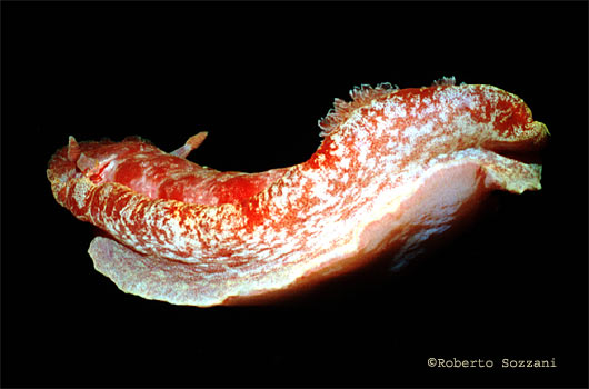 Ballerina Spagnola, Spanish Dancer, Hexabranchus sanguineus