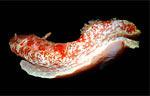Spanish Dancer
