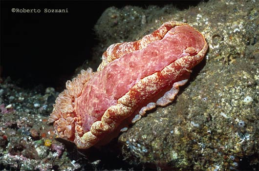 Ballerina Spagnola, Spanish Dancer, Hexabranchus sanguineus