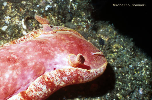 Ballerina Spagnola, Spanish Dancer, Hexabranchus sanguineus