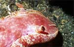 Spanish Dancer