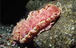 Spanish Dancer