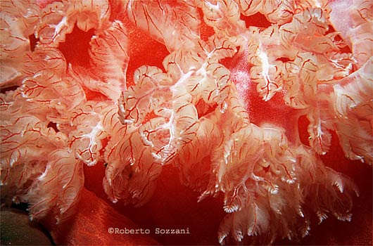 Ballerina Spagnola, Spanish Dancer, Hexabranchus sanguineus