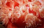 Spanish Dancer - Gills