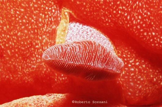 Ballerina Spagnola, Spanish Dancer, Hexabranchus sanguineus