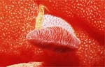 Spanish Dancer - Rhinophores