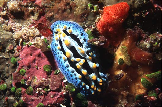 Phyllidia coelestis