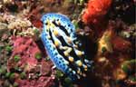 Nudibranch